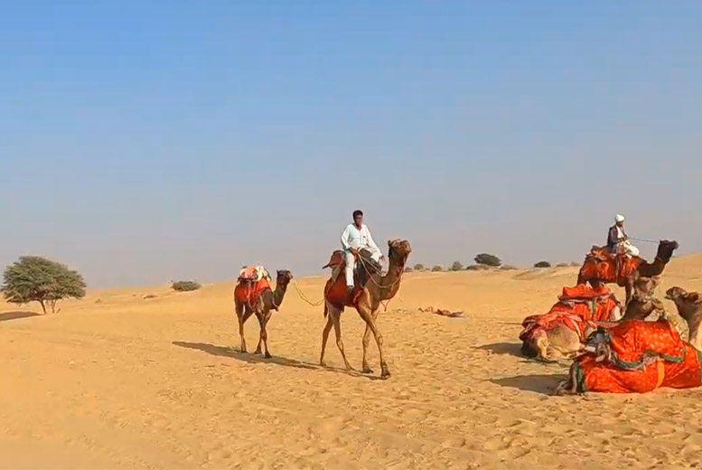 Camel Safari